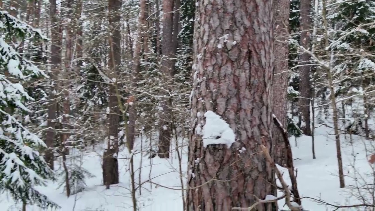 Kulautuvos miškas 20260207