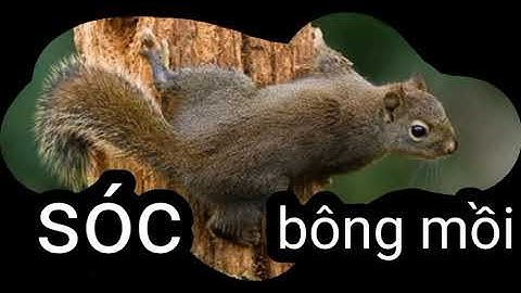 Tiếng sóc bông mồi chuẩn gọi là sóc tới liền | Tẩn Chỉn Quân.