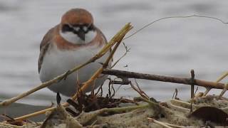 1080403大園許厝港鐵嘴鴴（Charadrius leschenaultii）1