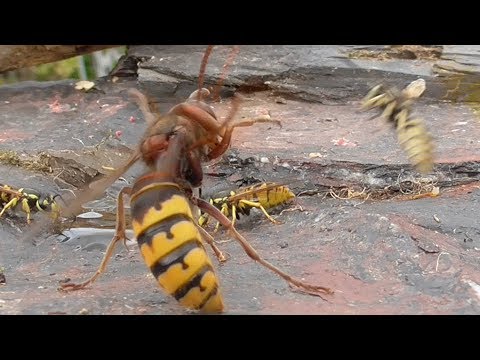 hornet attacks wasps (Vespula germanica). Hornisse attackiert Deutsche Wespen