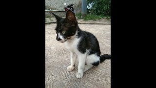 Anak kucing kampung (kasihan)