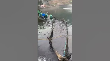 lưới kéo cá ao sông hồ - lưới vét cá ao sông Hồ - lưới vét cá - lưới kéo cá