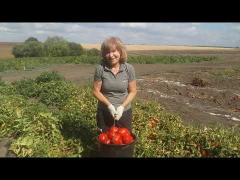 Видео: Bobcat домати