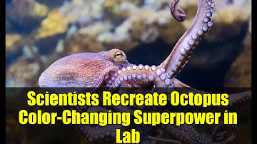 Scientists Recreate Octopus Color-Changing Superpower in Lab | Xanthommatin Breakthrough