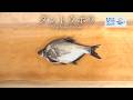 ダントウボウのさばき方 - How to filet Wuchang bream -｜日本さばけるプロジェクト