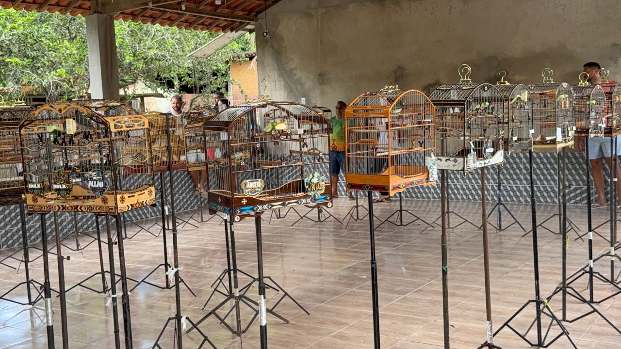 Roda de Coleiro e Papa capim| 2º Etapa BOLÃO TOP 10 Cuida que Foi pegado ! #papacapim