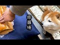 柴犬の前で食パンなでなでしてみた