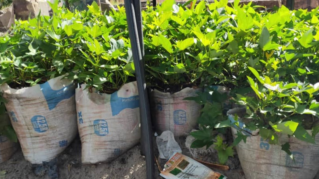 Growing & Cooking Sweet Potato Leaves (6 min)