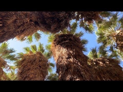 Wild California Fan Palms at the 1,000 Palms Oasis near Palm Desert, California