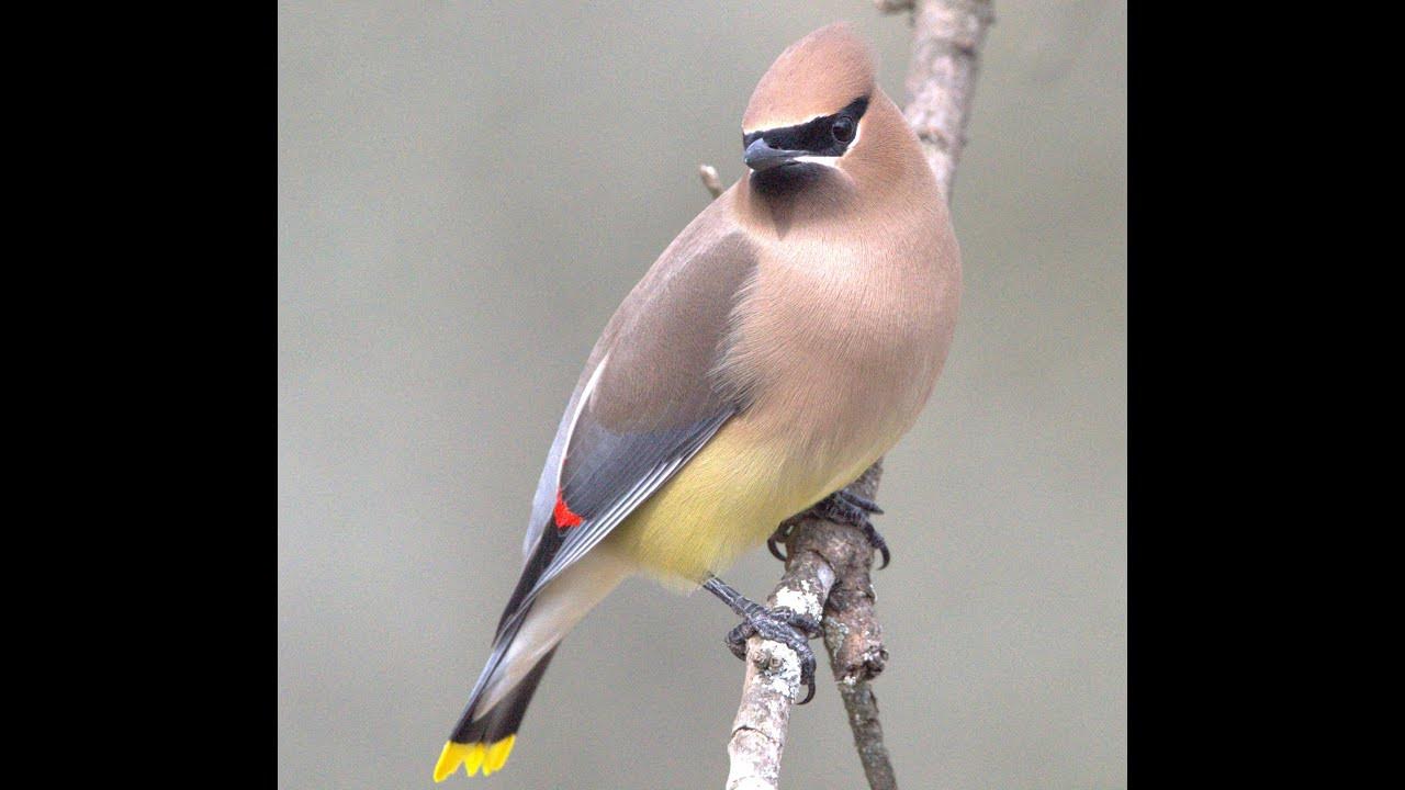 birds in my yard YouTube