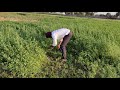 Grass cutting for cows | green grass