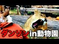 ダンソンで動物園に行ったらライオンに襲われました