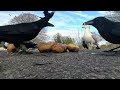 Crows eating jacket potatoes