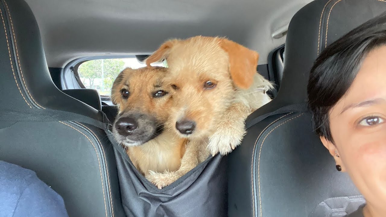 stray dogs documentary YouTube