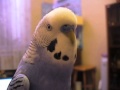 Говорящий попугайчик Филька.