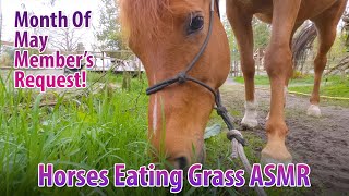 Horses Eating Grass ASMR