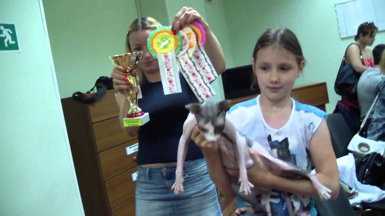 кошки породы Прием в клубе кошек PCA 19.07.2015г