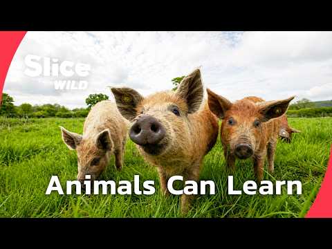 The Secret Skills of Animals | SLICE WILD