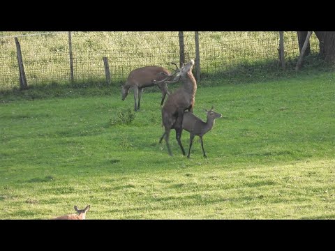 Video: Chi si proteggono le tenie?