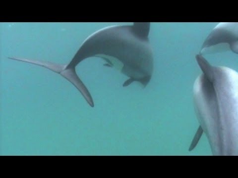 Video: Ali sta delfini Hector in Maui enaki?