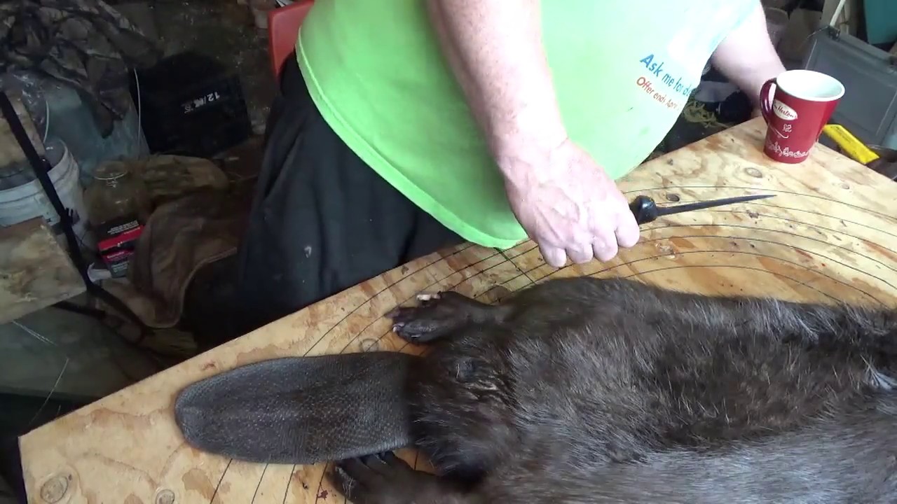 Case Skinning A Beaver - YouTube