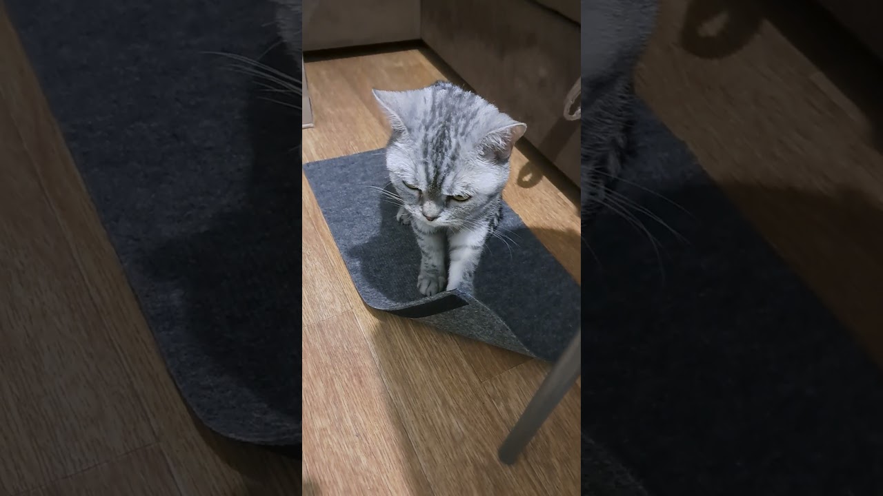 Борьба с когтеточкой 