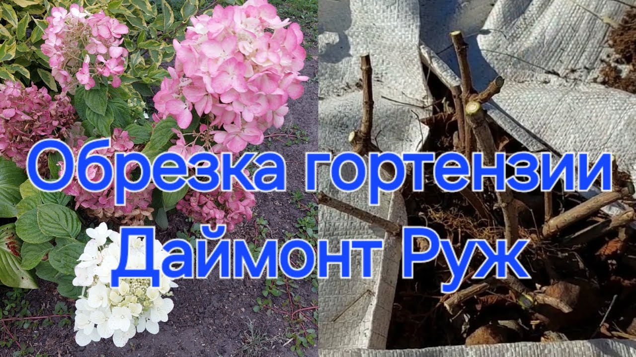 Обрезка гортензии Даймонт Руж🌸