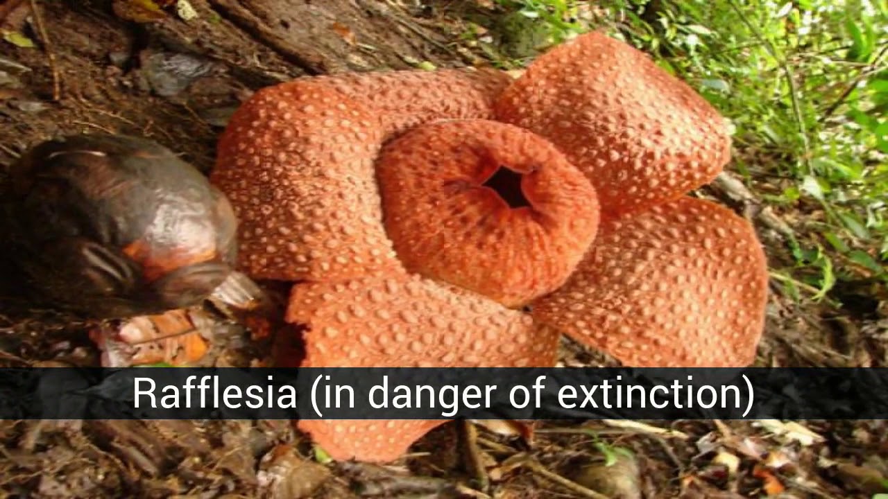 Extinct flowers and plants and others in danger YouTube