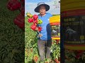Grower real happy with our fish protein Amino acid water-soluble functional fertilizer!!!