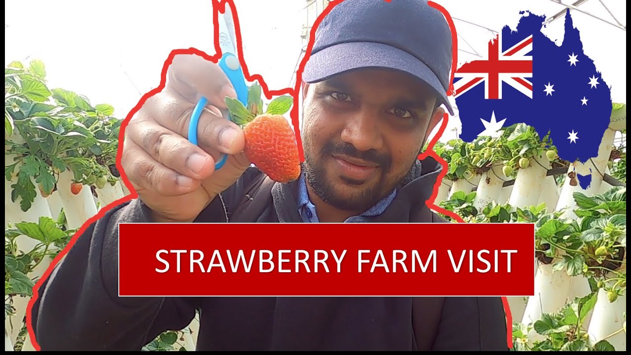 Strawberry farm visit Australia YouTube