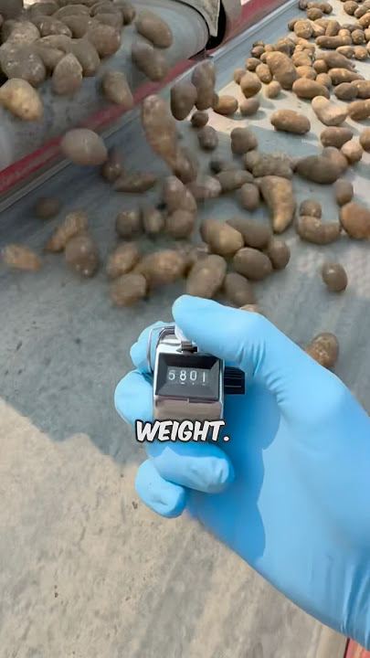 Gifting a Potato to every subscriber (300,000 given out)