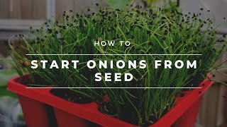 How to Start Onions From Seed