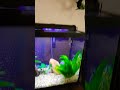 Just cleaned the tanks! #fish #fyp
