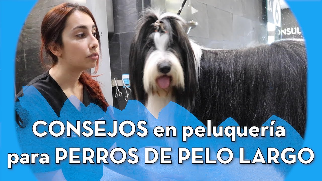 CONSEJOS de peluquería en PERROS DE PELO LARGO