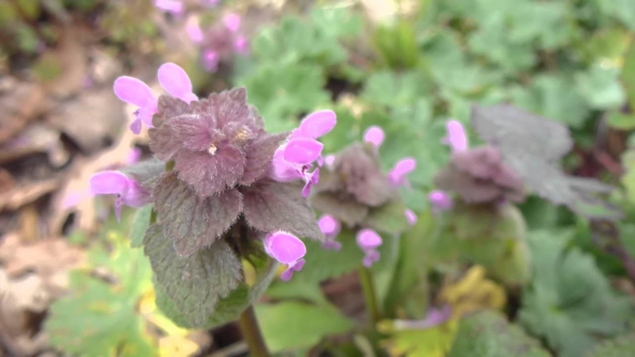 Red dead-nettle  - Lamium purpureum  - Akurtvítönn - Villijurt