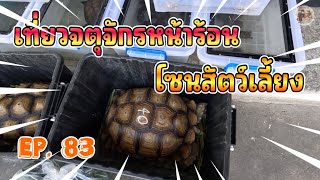 EP.83 เที่ยวตลาดสัตว์เลี้ยง 🌈 บรรยากาศหน้าร้อน 🐶😸🦜🐸 : Jatujak pest market