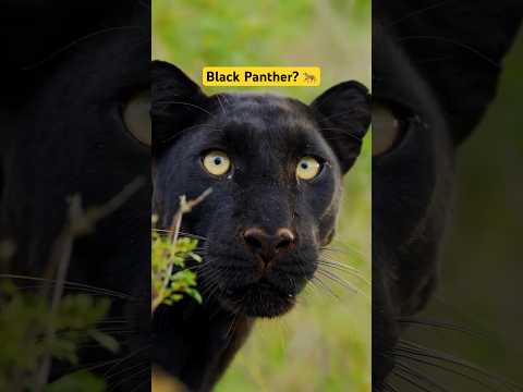 GIZA The Black Leopard Of Laikipia Kenya