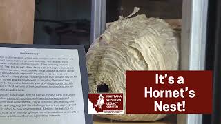 Mystery Item Hornet's Nest