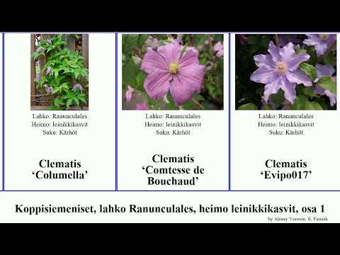 Video: Anemone lahko pikajo ljudi?