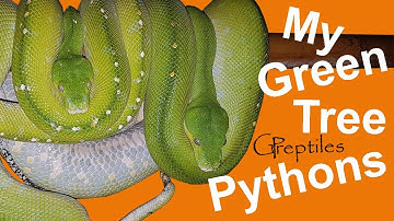 My Green Tree Pythons, Morelia Viridis!