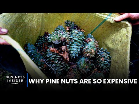 Video: Why Are Pine Nuts Useful?