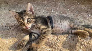 Bailey, the rescued kitten, was shouting near her dead mother #catrescue #catlover #kitten