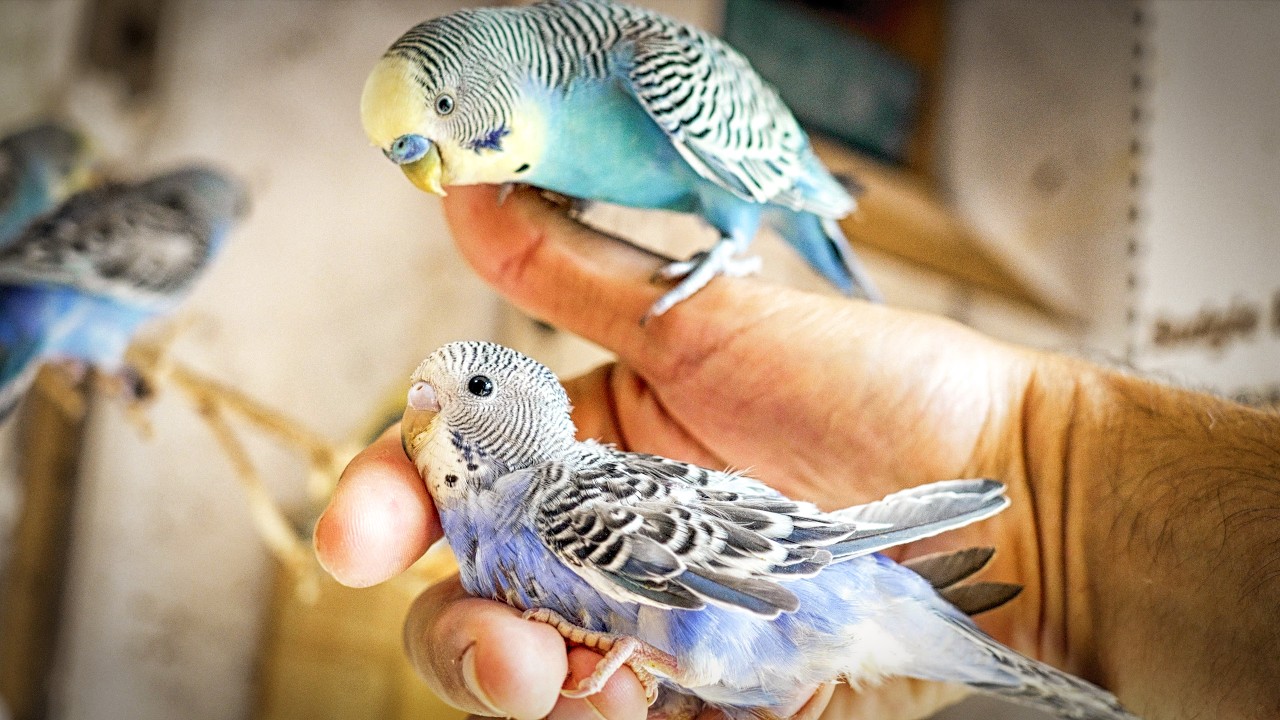 New Birds in the Aviary + A Baby’s First Leap 🐦✨