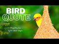 Bird quote  robert wilson lynd quote on bird  winged beauties  lokesh tamgire