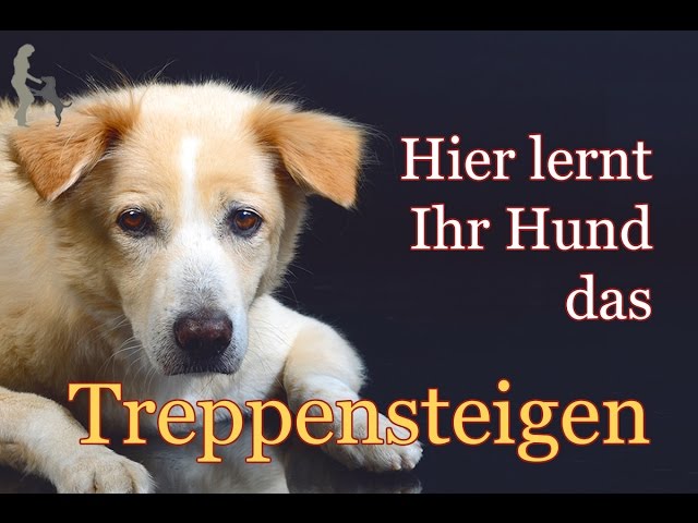 Hundeerziehung Tipps: Hund Treppensteigen ohne Angst - YouTube