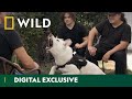 Can These Aggressive Dogs Be Transformed? | Brand New Dog: Impossible | National Geographic WILD