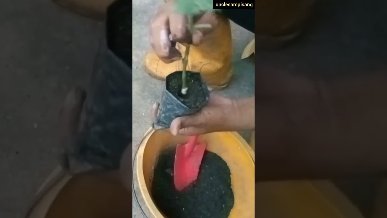 planting turkey berry 1