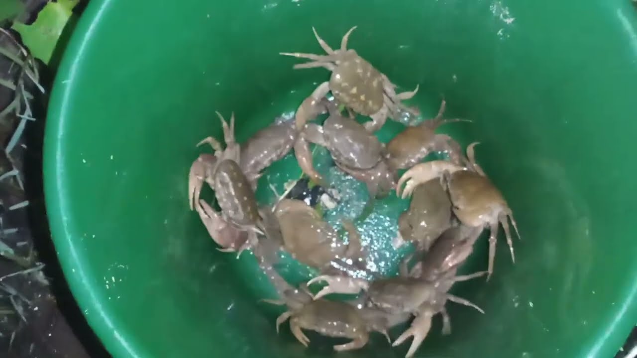 இரவு நேர நண்டு வேட்டை | AMAZING Crab Catching  #crab #shrimp  #crabs #crabbing  #crabes