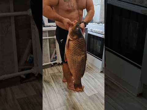 Сазан 13кг 😱 разделываем огромного сазана #сазан #рыба #рыбалка #карпфишинг