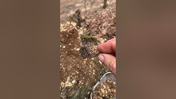 What can I find in another tree (2nd) root system :) Video 4